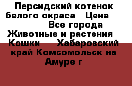 Персидский котенок белого окраса › Цена ­ 35 000 - Все города Животные и растения » Кошки   . Хабаровский край,Комсомольск-на-Амуре г.